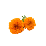 Lutein Powder - 이미지 2