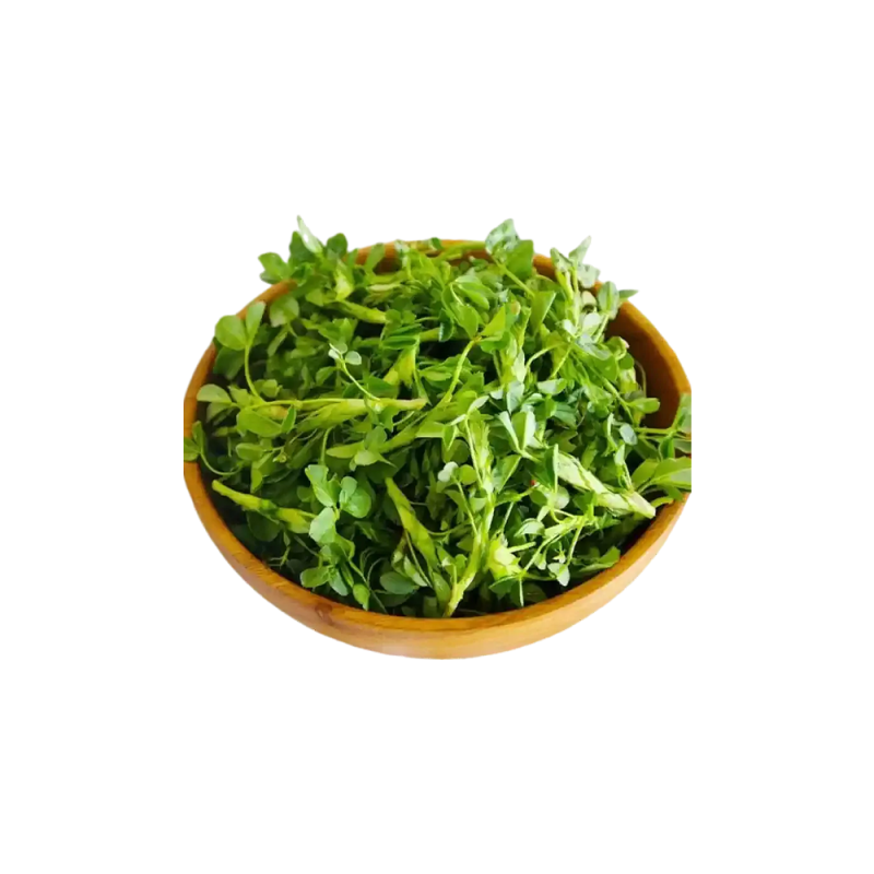 유기농 밭에서 촬영한 메디카고 사티바(Medicago sativa) 풀의 접사 사진