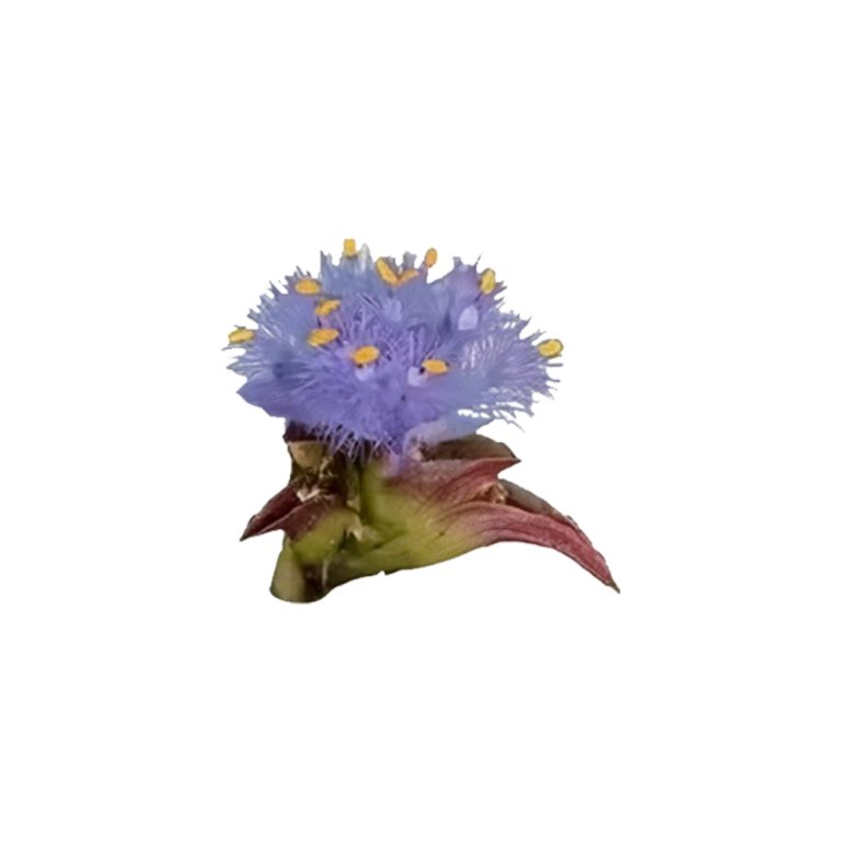 스피나시아 올레라세아(Spinacia oleracea) 식물의 근접 촬영 사진