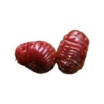 다크틸로피우스 코쿠스(Dactylopius coccus) 건조 곤충의 매크로 사진