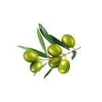 Olea europaea fresh olive leaf macro photography