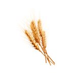 Triticum aestivum 밀 알갱이의 거시 사진