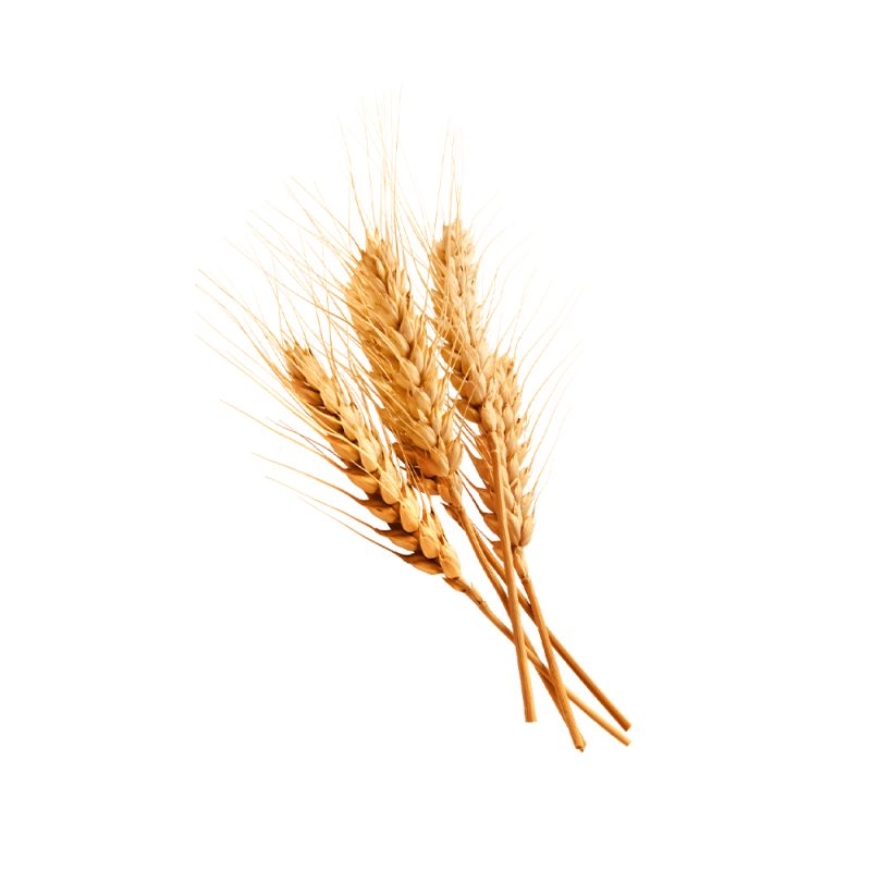 Triticum aestivum 밀 알갱이의 거시 사진